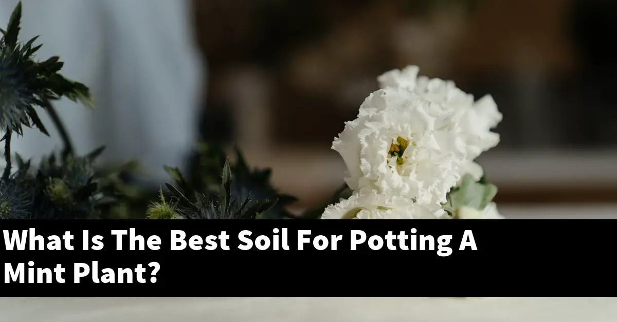 What Is The Best Soil For Potting A Mint Plant?