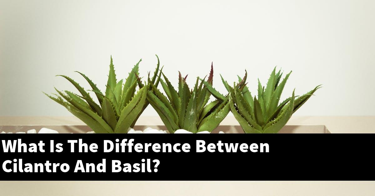 What Is The Difference Between Cilantro And Basil?