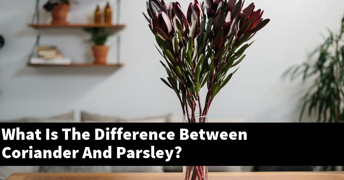 What Is The Difference Between Coriander And Parsley?