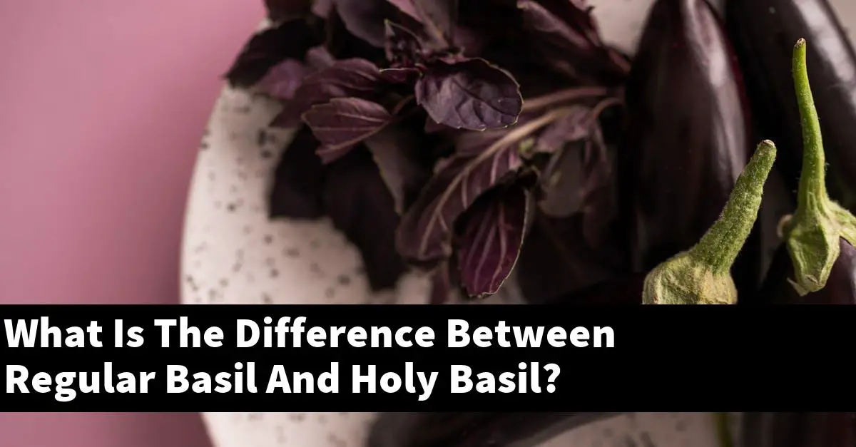What Is The Difference Between Regular Basil And Holy Basil?