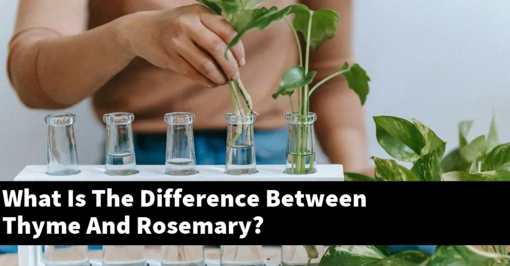 What Is The Difference Between Thyme And Rosemary? Outdoor Herb Garden
