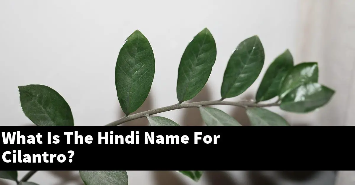 what-is-the-hindi-name-for-cilantro-outdoor-herb-garden