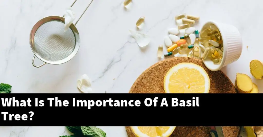 What Is The Importance Of A Basil Tree? Outdoor Herb Garden