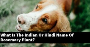 What Is The Indian Or Hindi Name Of Rosemary Plant? - Outdoor Herb Garden