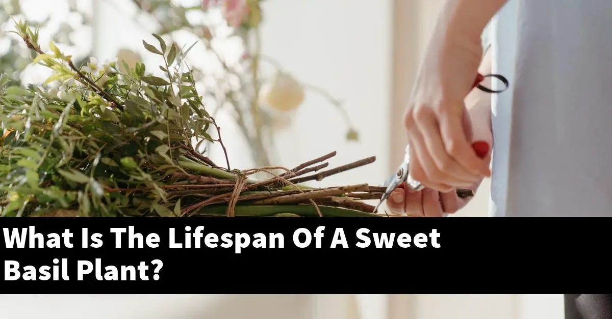 What Is The Lifespan Of A Sweet Basil Plant?