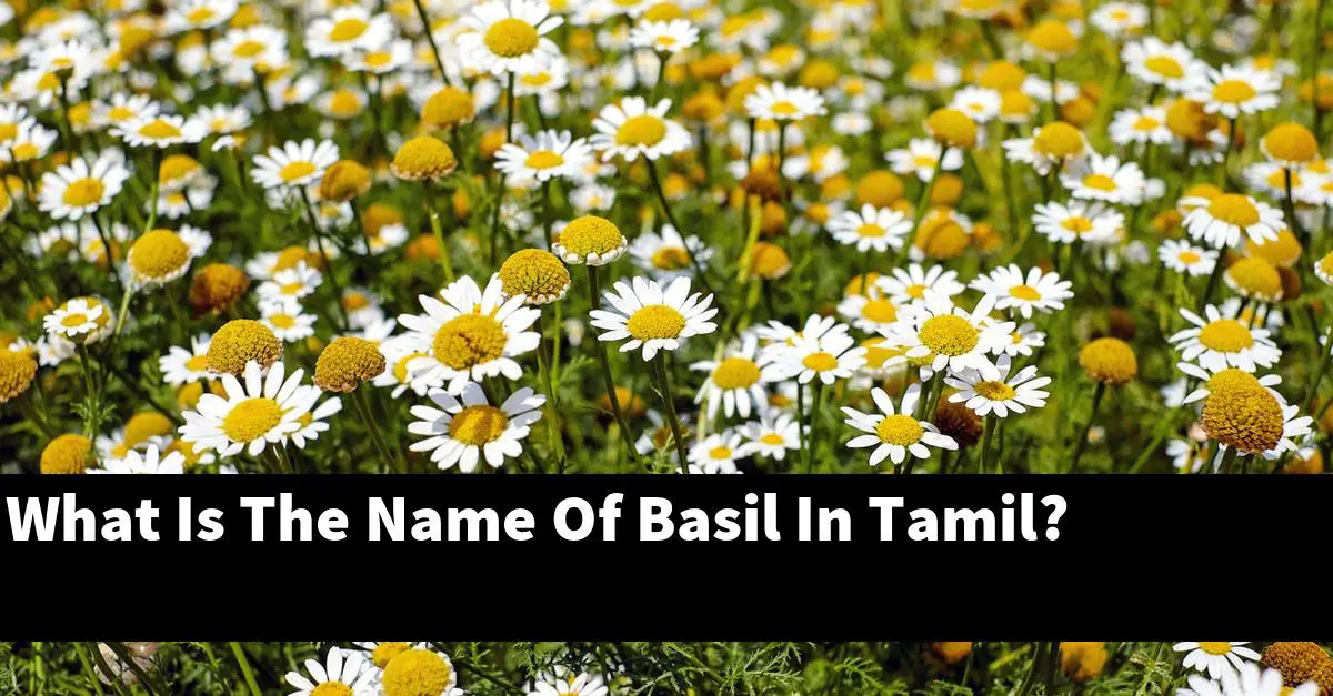 What Is The Name Of Basil In Tamil?