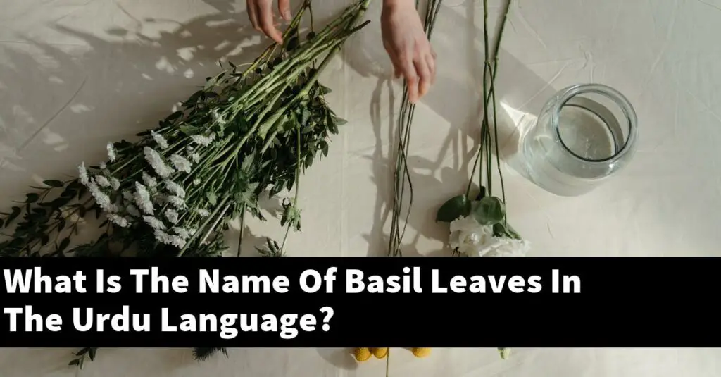 what-is-the-name-of-basil-leaves-in-the-urdu-language-outdoor-herb