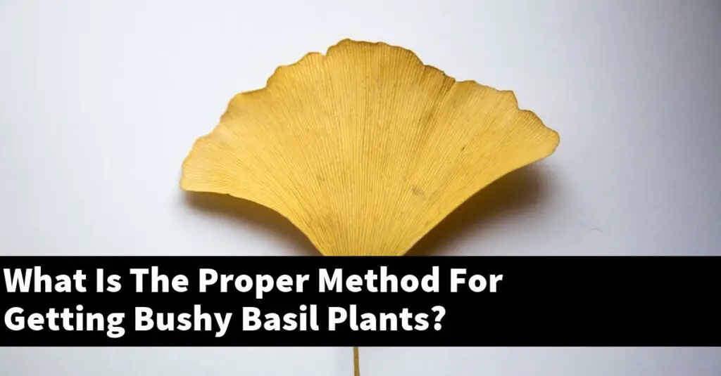 What Is The Proper Method For Getting Bushy Basil Plants? Outdoor