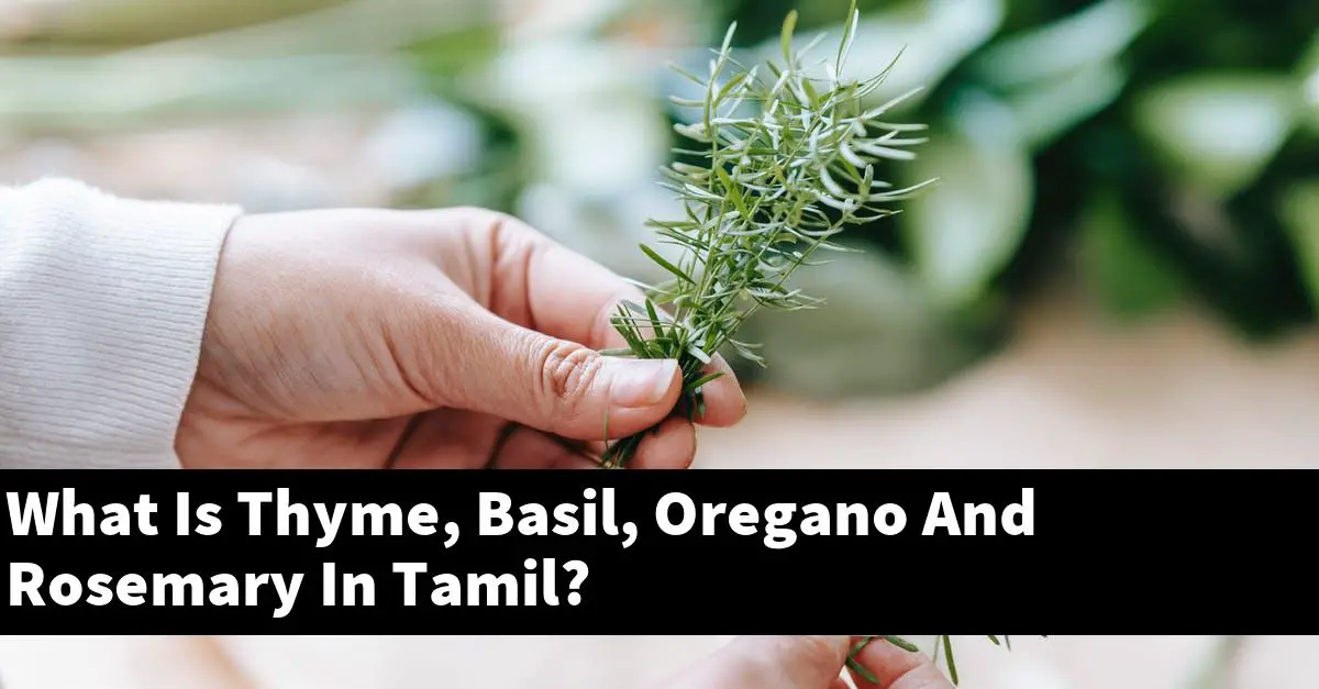 What Is Thyme, Basil, Oregano And Rosemary In Tamil?