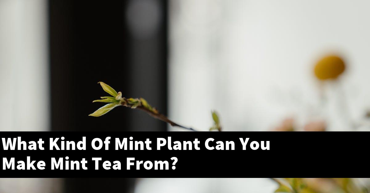 What Kind Of Mint Plant Can You Make Mint Tea From?