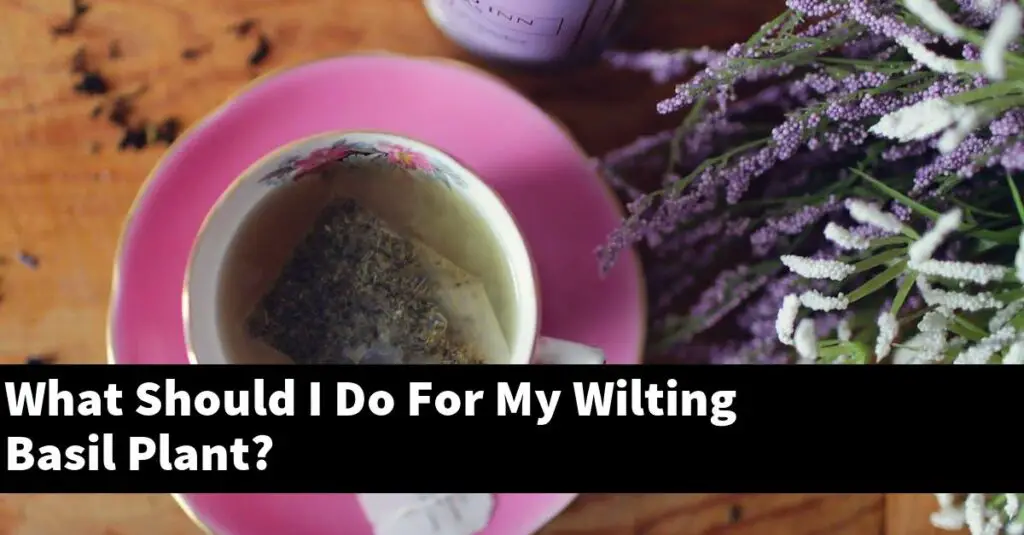 What Should I Do For My Wilting Basil Plant? Outdoor Herb Garden