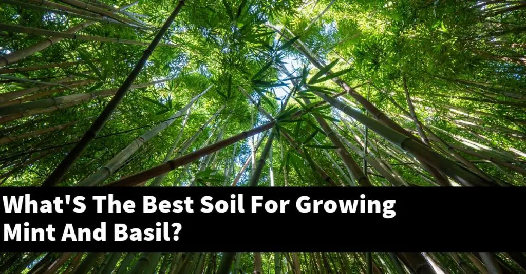 What'S The Best Soil For Growing Mint And Basil? Outdoor Herb Garden