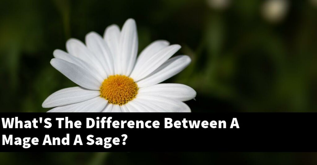 What'S The Difference Between A Mage And A Sage? Outdoor Herb Garden