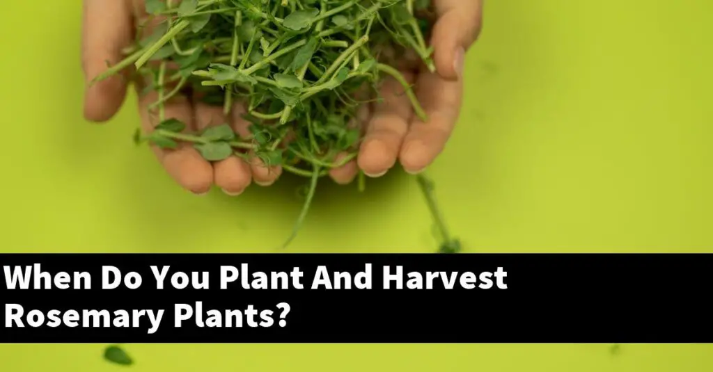 When Do You Plant And Harvest Rosemary Plants? Outdoor Herb Garden