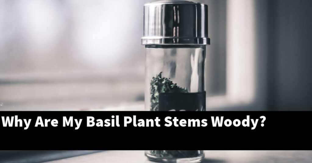Why Are My Basil Plant Stems Woody? Outdoor Herb Garden