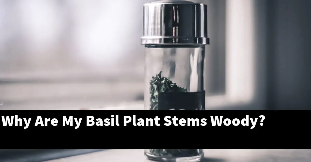 Why Are My Basil Plant Stems Woody?