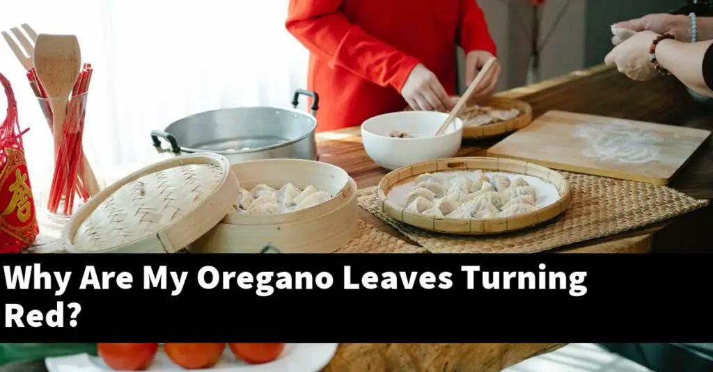 Why Are My Oregano Leaves Turning Red? Outdoor Herb Garden