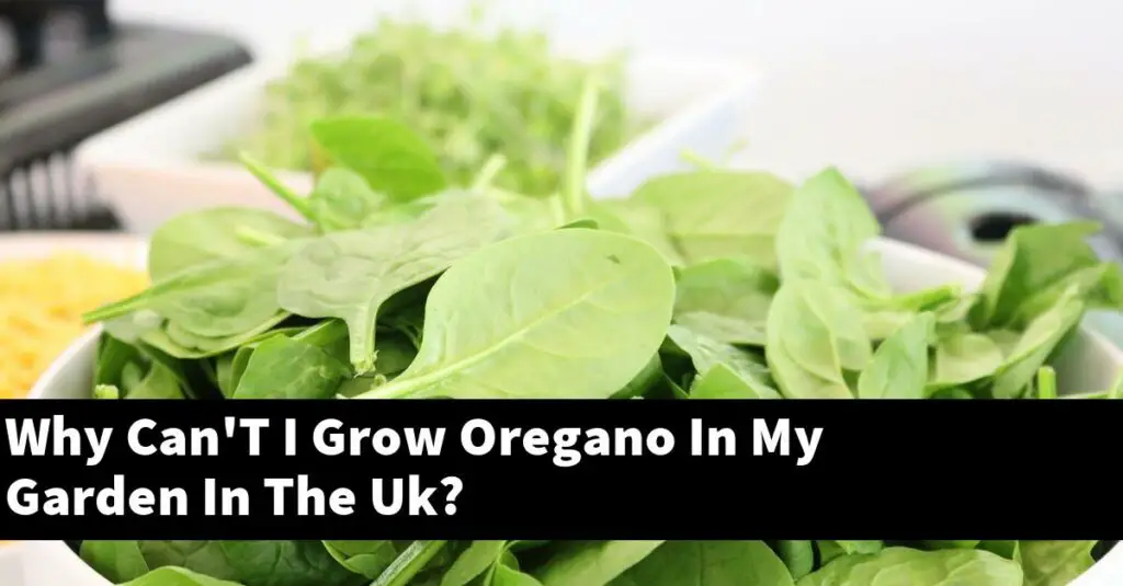 Why Can'T I Grow Oregano In My Garden In The Uk? Outdoor Herb Garden