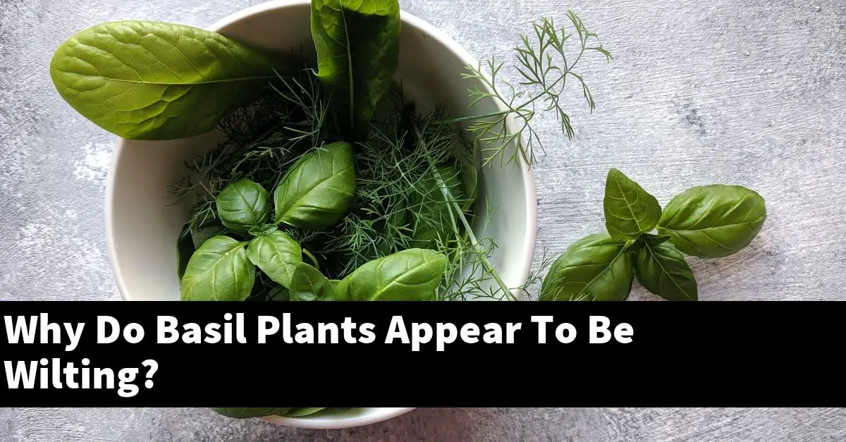 Why Do Basil Plants Appear To Be Wilting?