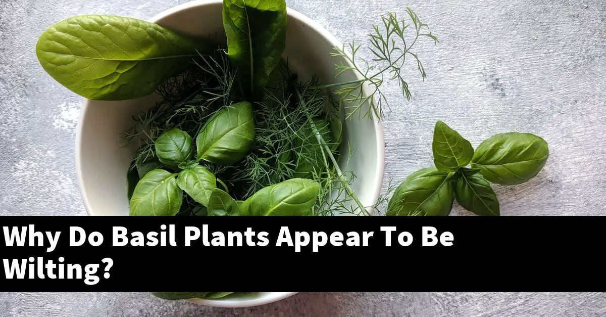 Why Do Basil Plants Appear To Be Wilting? Outdoor Herb Garden