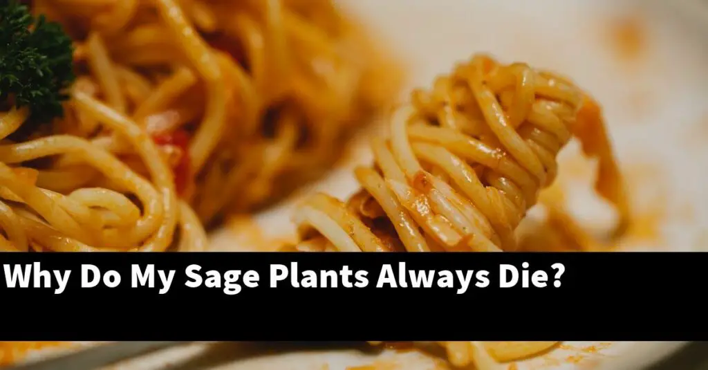 Why Do My Sage Plants Always Die? Outdoor Herb Garden