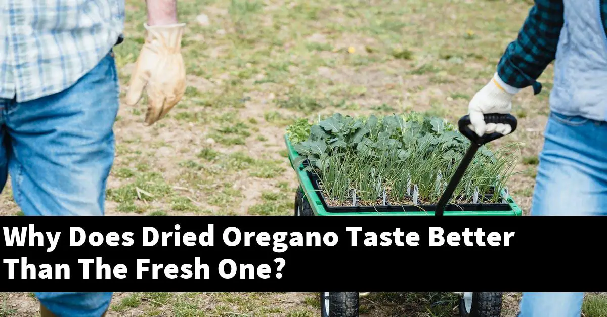 Why Does Dried Oregano Taste Better Than The Fresh One?