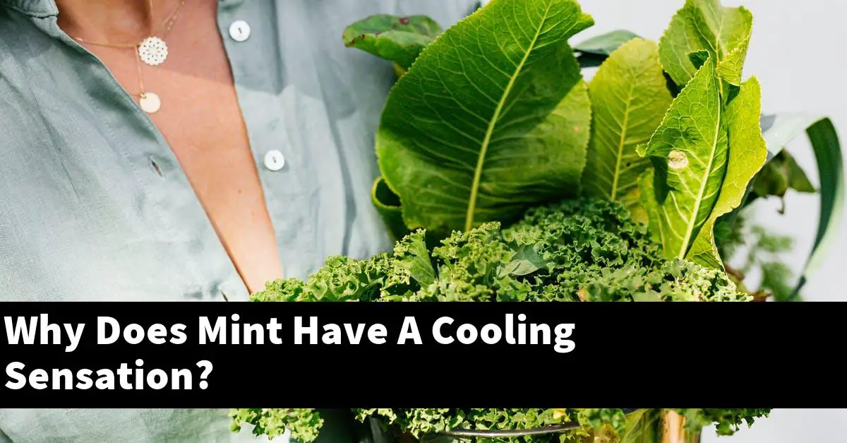 Why Does Mint Have A Cooling Sensation?