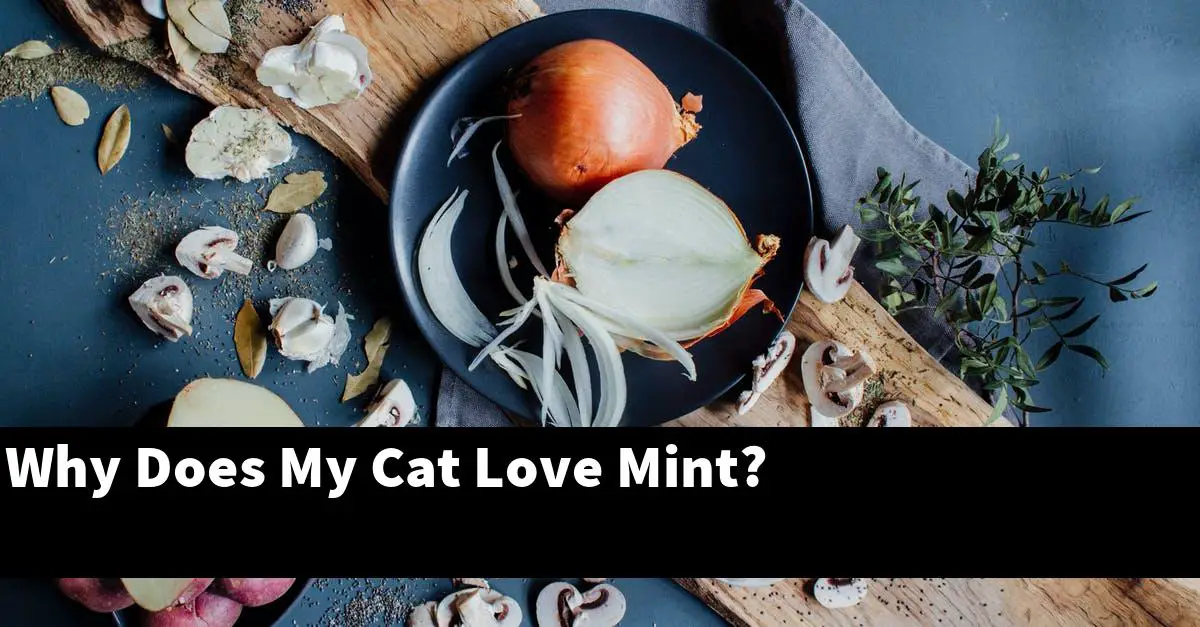 Why Does My Cat Love Mint?