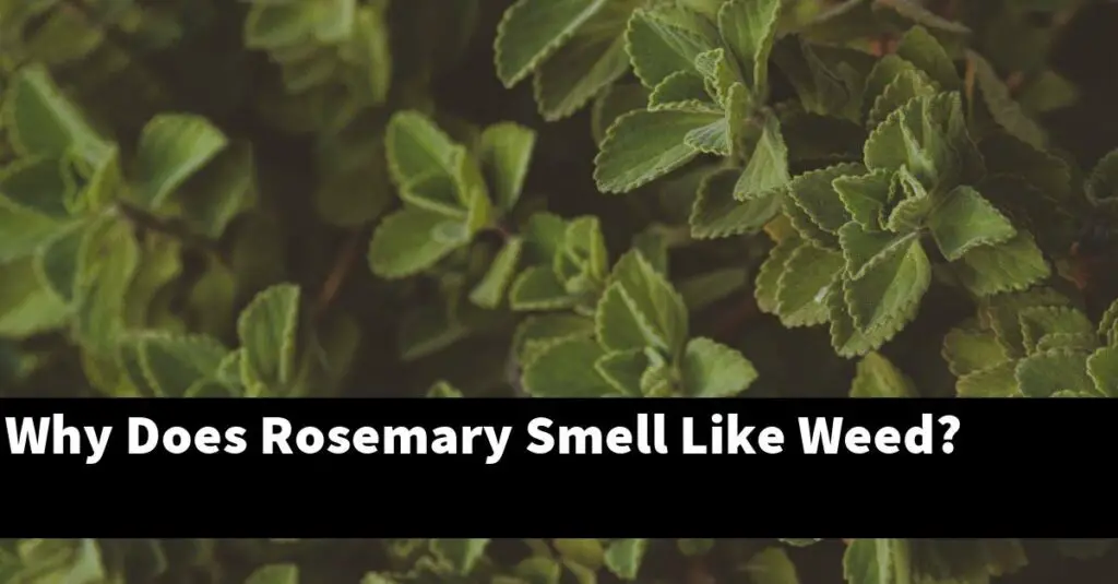 Why Does Rosemary Smell Like Weed? Outdoor Herb Garden