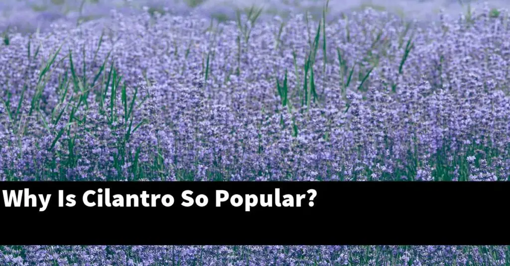 Why Is Cilantro So Popular? Outdoor Herb Garden