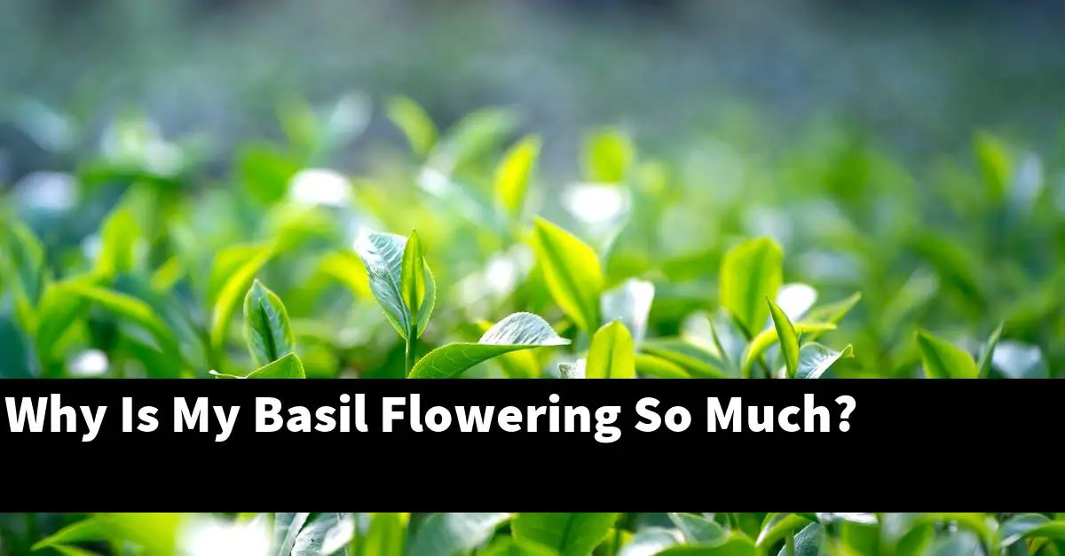 Why Is My Basil Flowering So Much?
