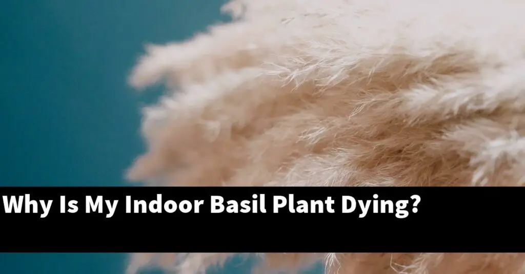 Why Is My Indoor Basil Plant Dying? Outdoor Herb Garden
