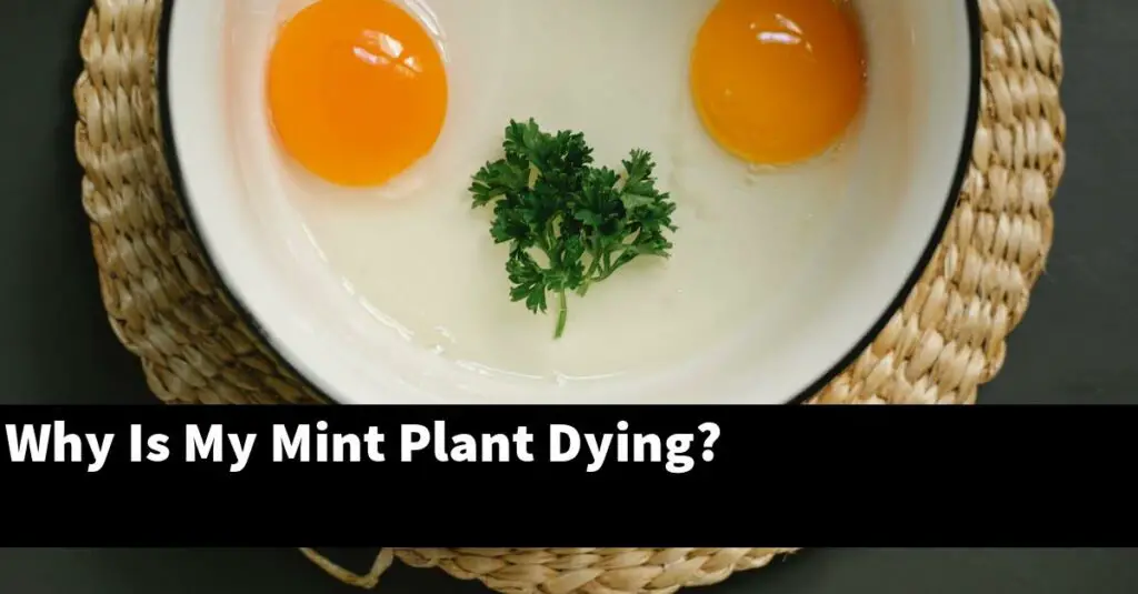 why-is-my-mint-plant-dying-outdoor-herb-garden