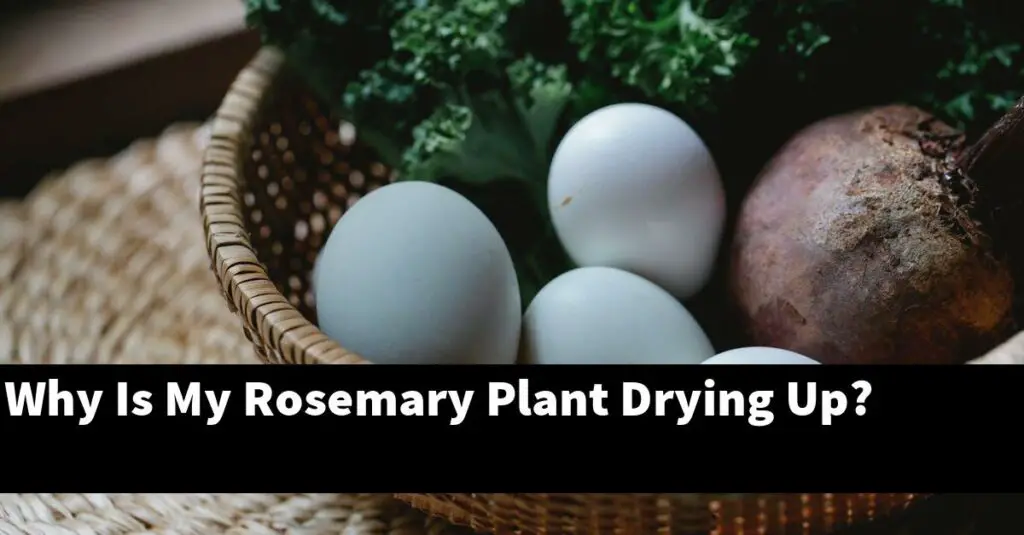 Why Is My Rosemary Plant Drying Up? Outdoor Herb Garden