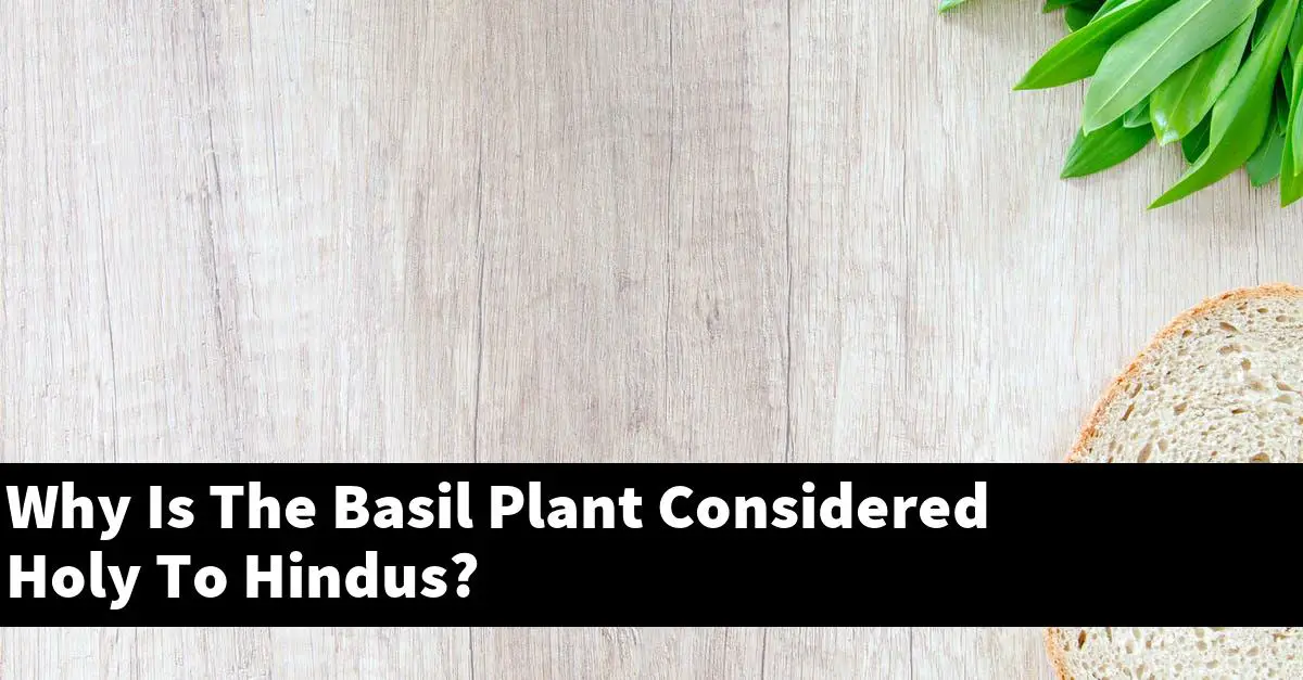 Why Is The Basil Plant Considered Holy To Hindus?