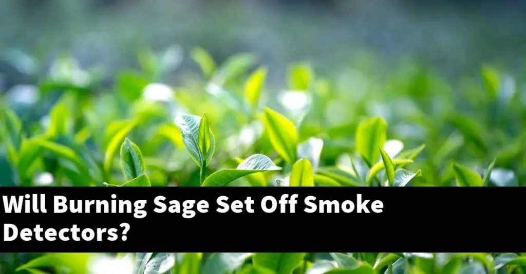 Will Burning Sage Set Off Smoke Detectors? Outdoor Herb Garden