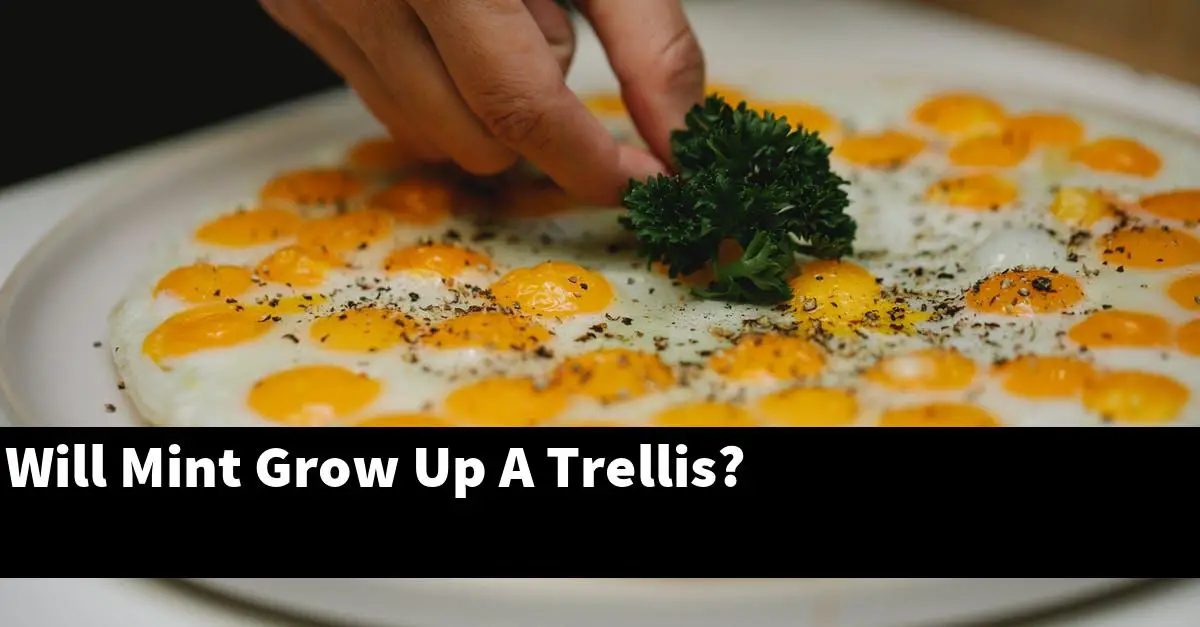 Will Mint Grow Up A Trellis?